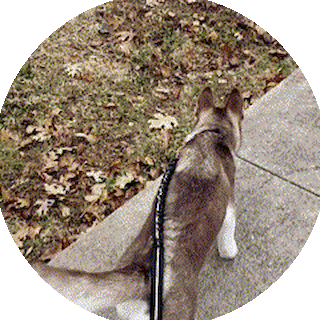 Lily gif